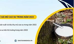 Giá Mủ Cao Su Ngày 30 Tháng 3 5 Năm 2024